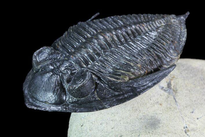 Flying Zlichovaspis Trilobite - Atchana, Morocco #71192